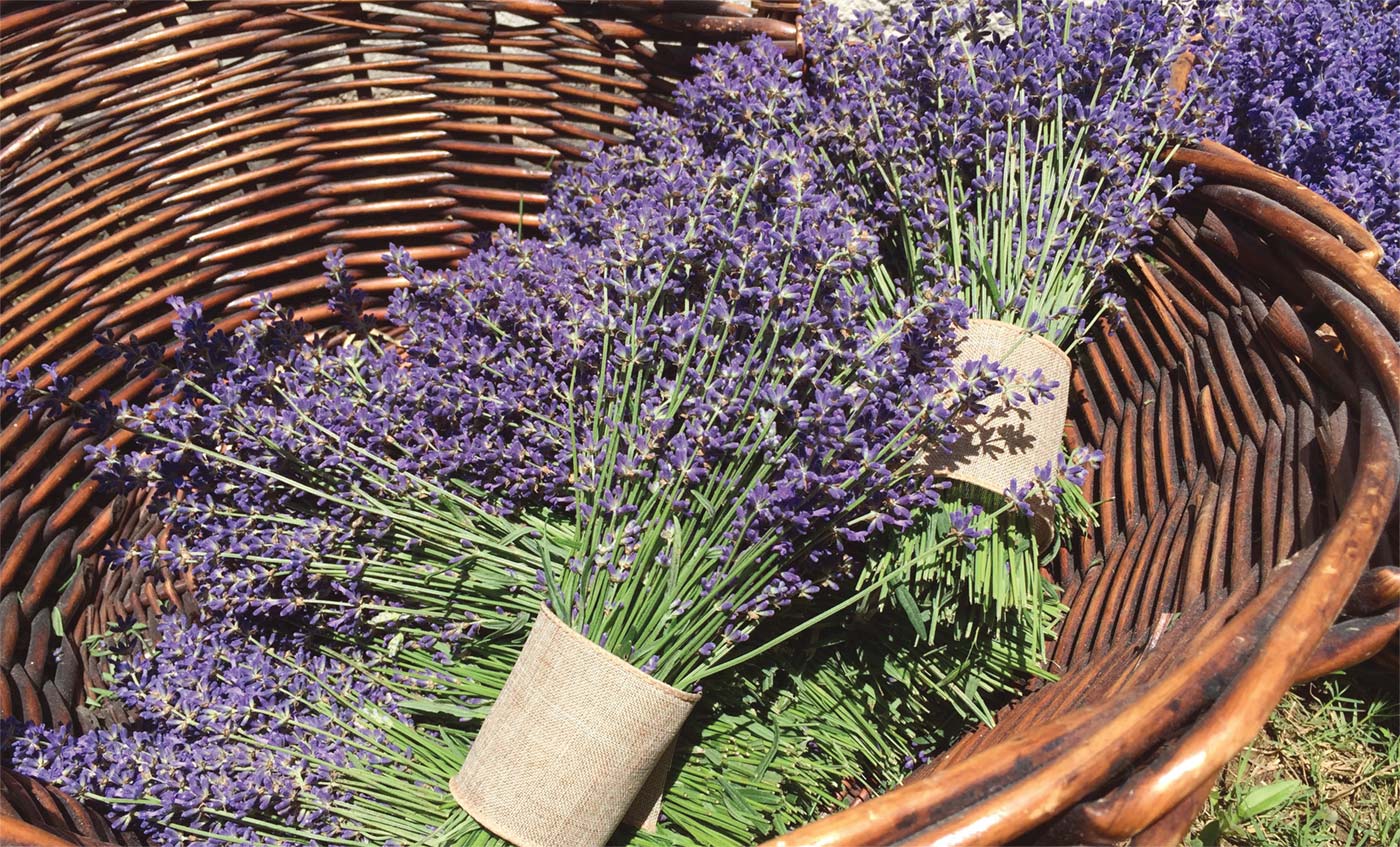 Lavender Fields Forever - Edible Dallas and Fort Worth